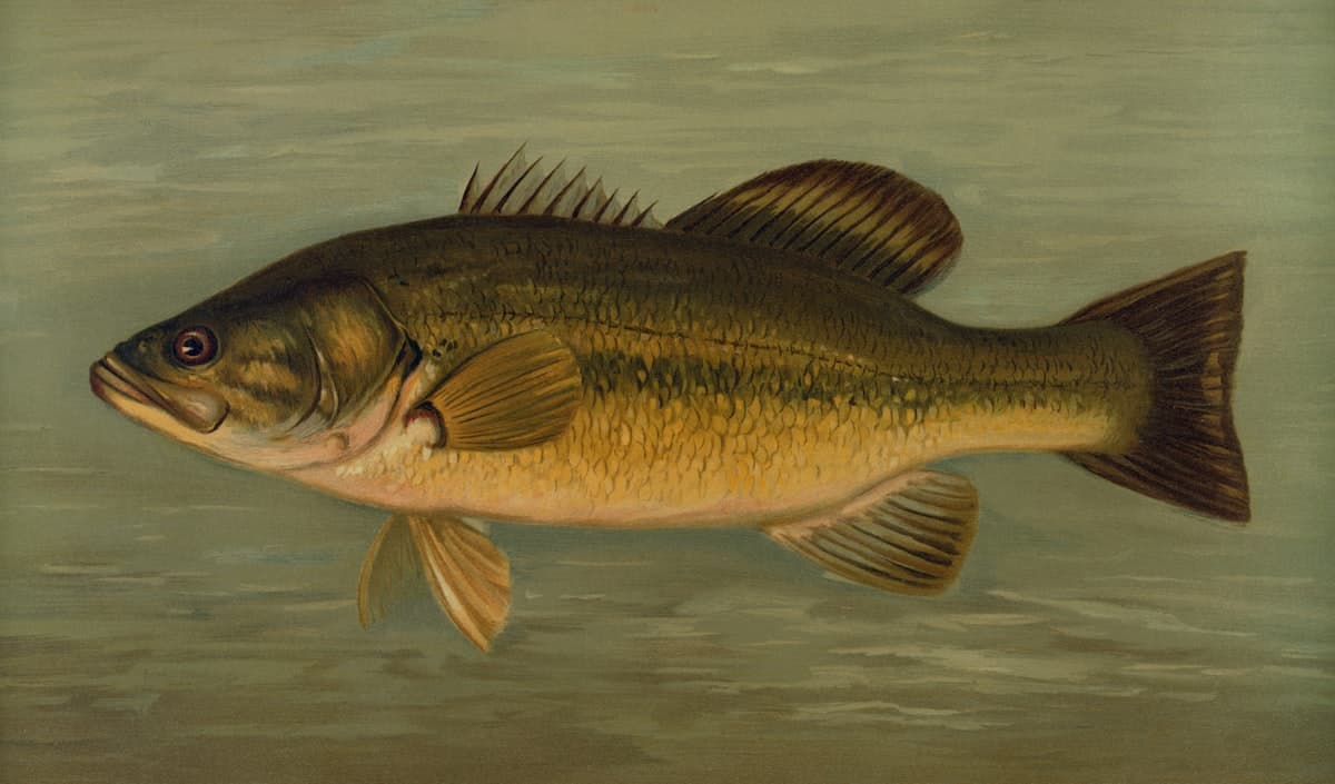 How to Catch Largemouth Bass: Techniques, Rigs, and Gear