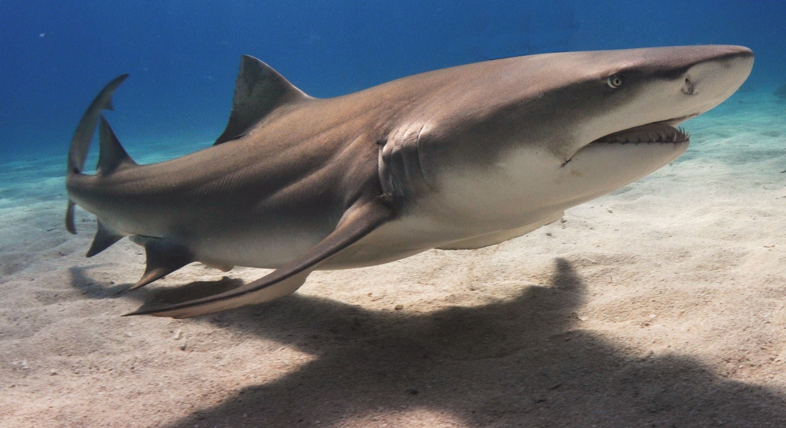 How to Catch Lemon Shark: The Complete Guide