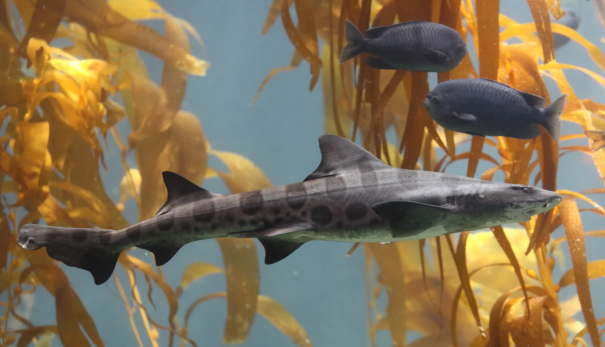 How to Catch Leopard Shark: The Complete Angler's Guide
