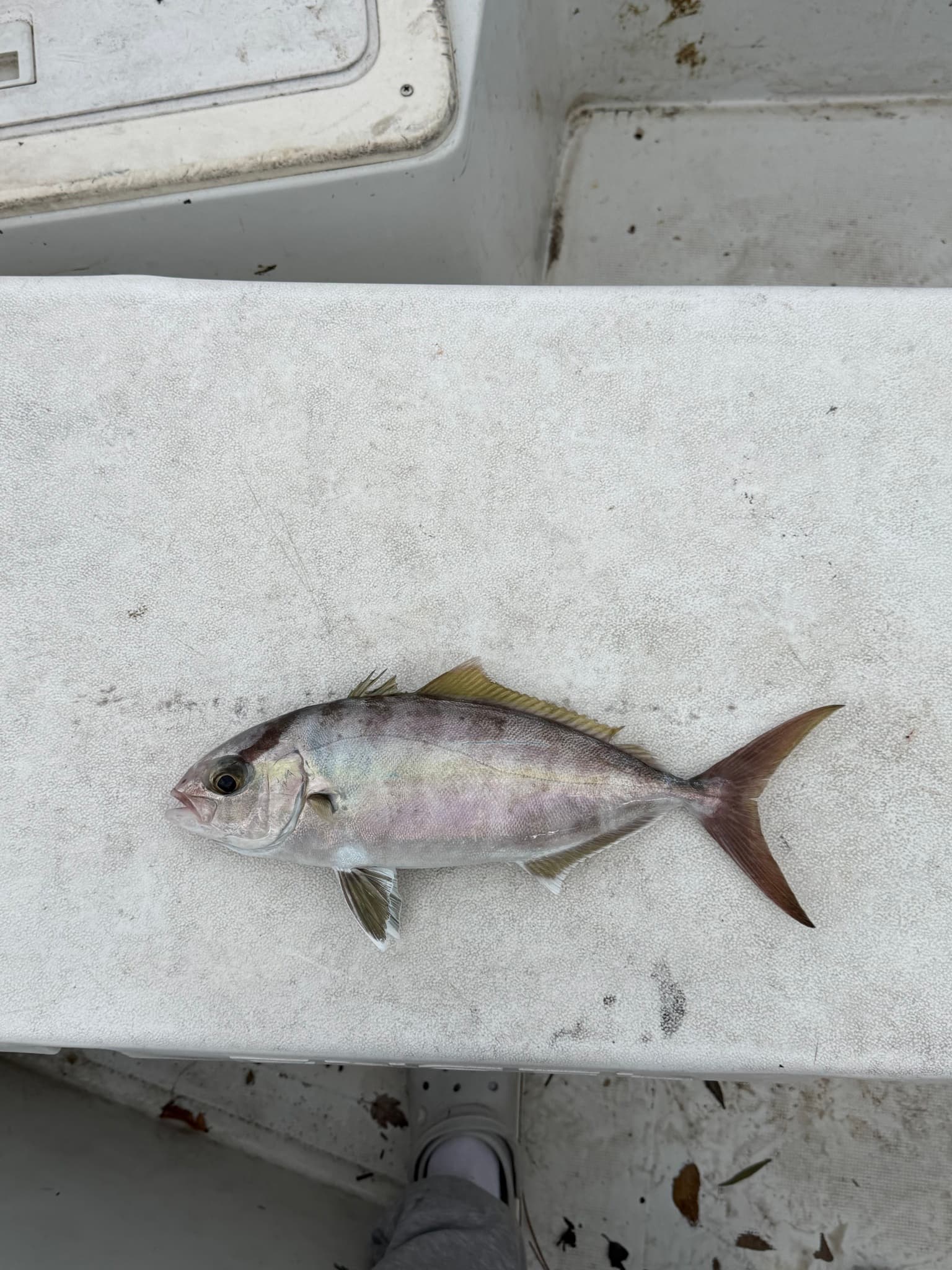 How to Catch Lesser Amberjack: The Complete Guide