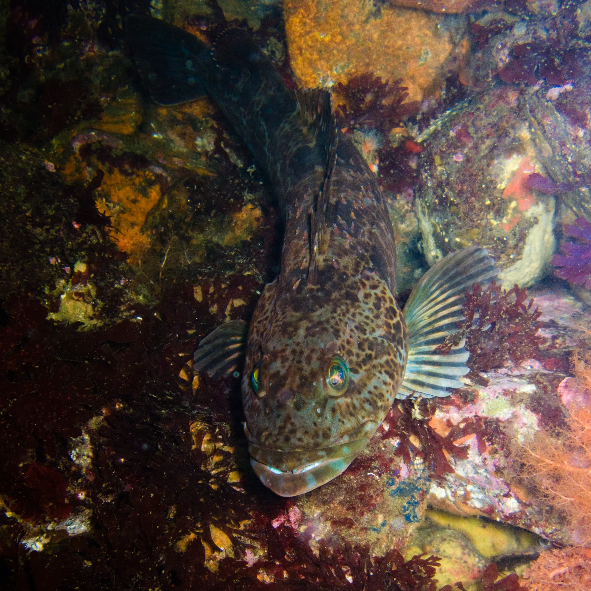 How to Catch Lingcod: The Complete Guide