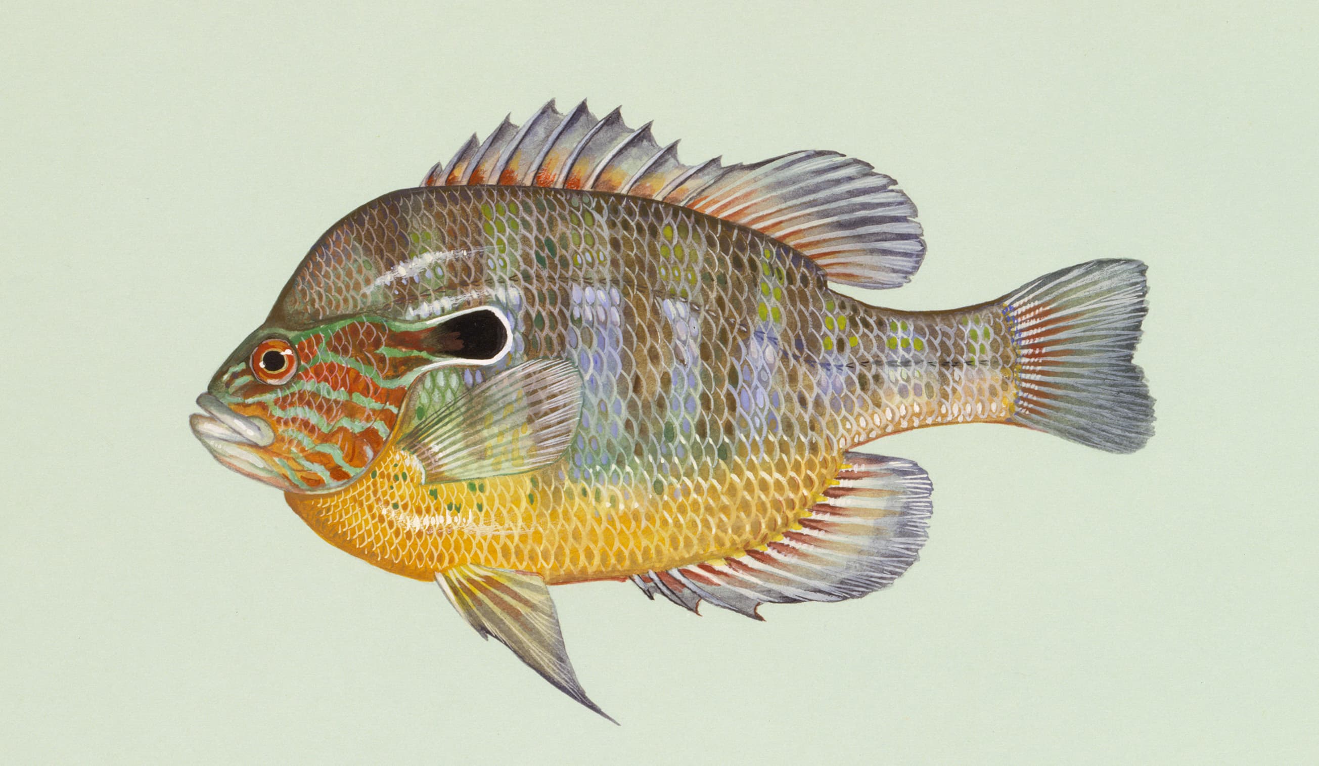 How to Catch Longear Sunfish: The Complete Guide