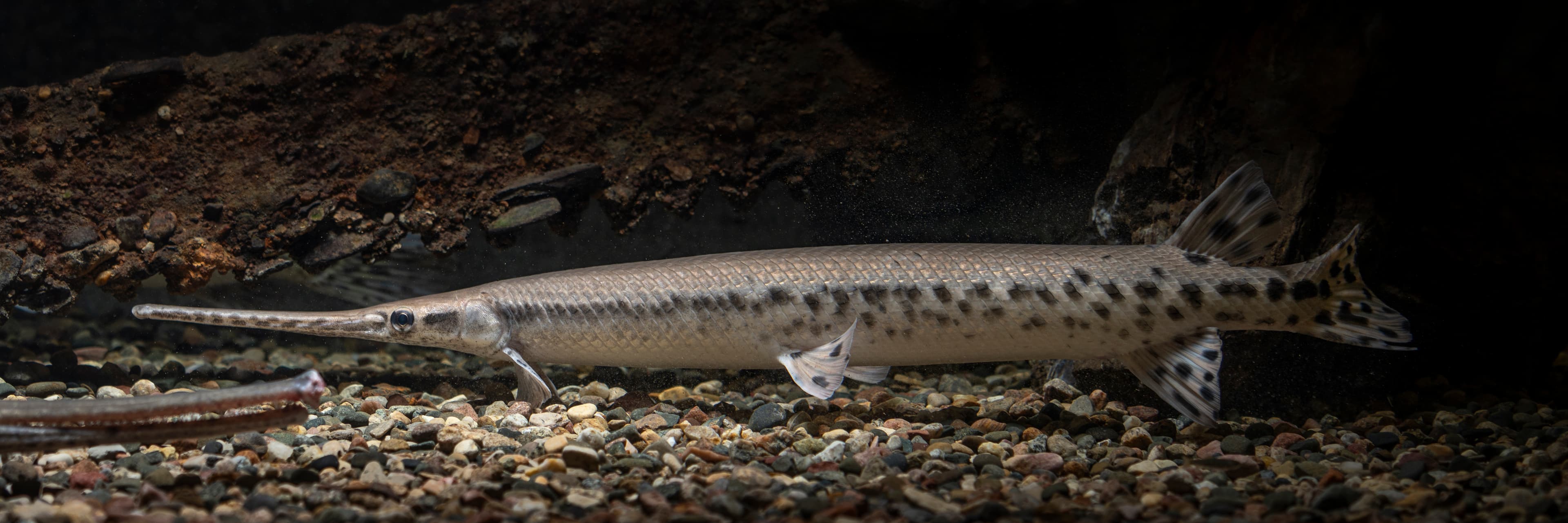 How to Catch Longnose Gar: Rigs, Baits & Techniques