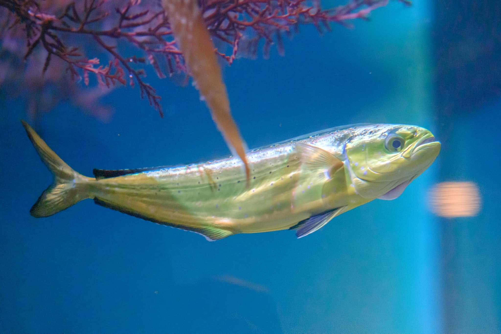 How to Catch Mahi-Mahi: The Complete Dolphinfish Guide