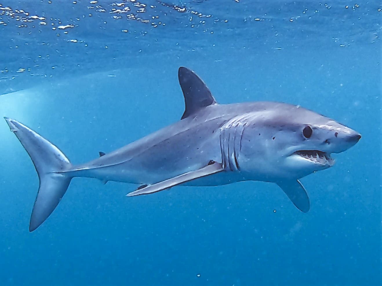 How to Catch Mako Shark: The Complete Guide