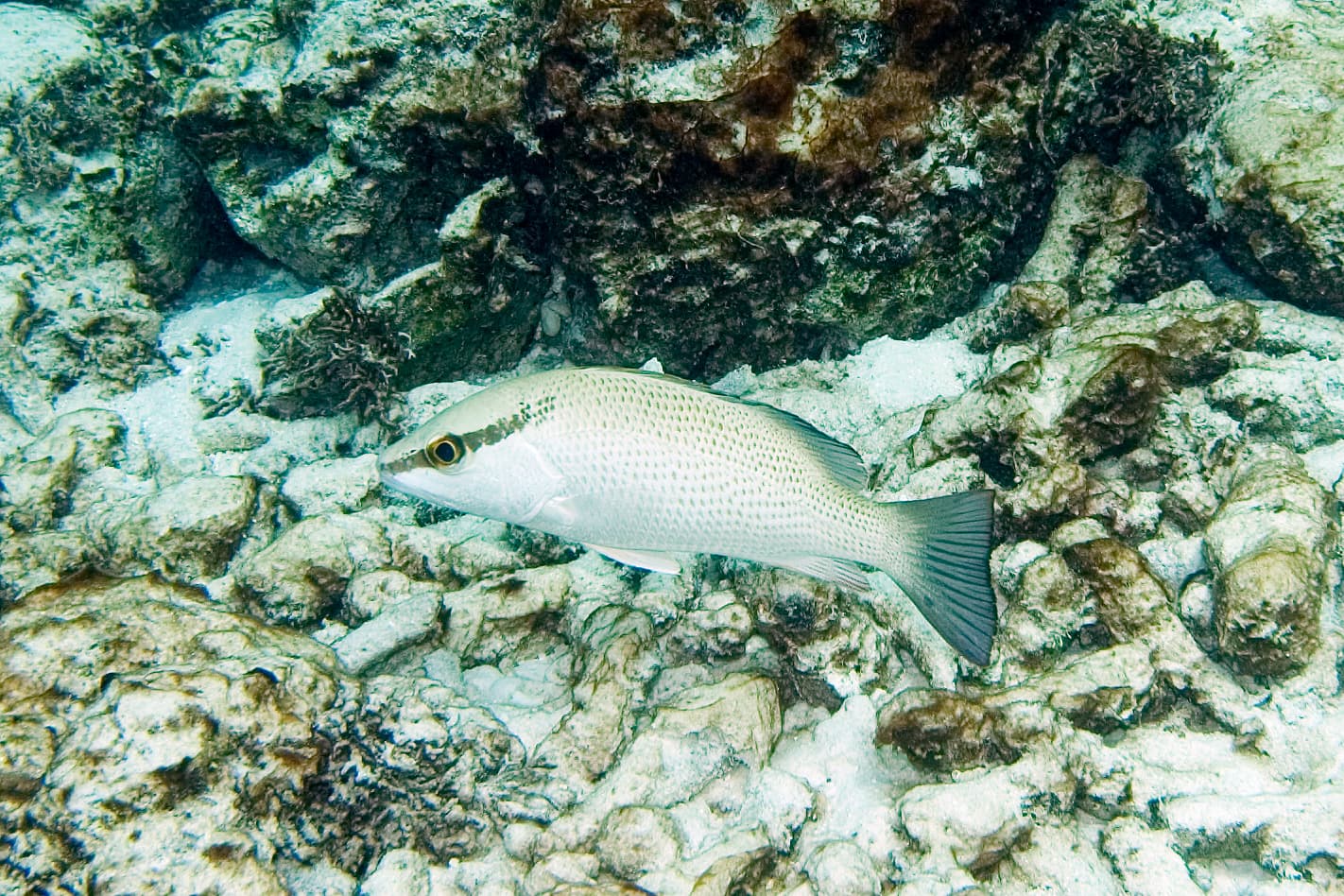 How to Catch Mangrove Snapper: The Complete Guide