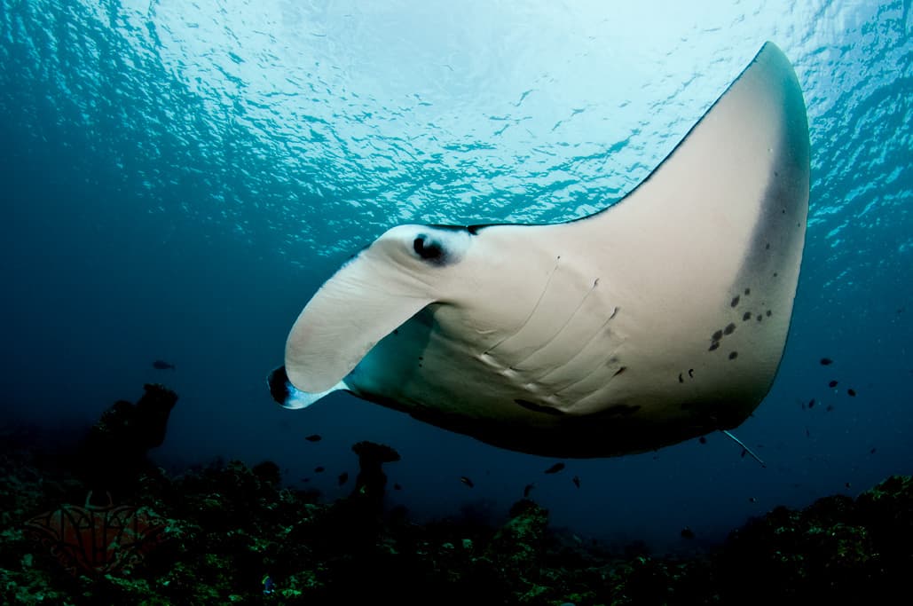 How to Catch a Manta Ray (And Why You Shouldn't Try)