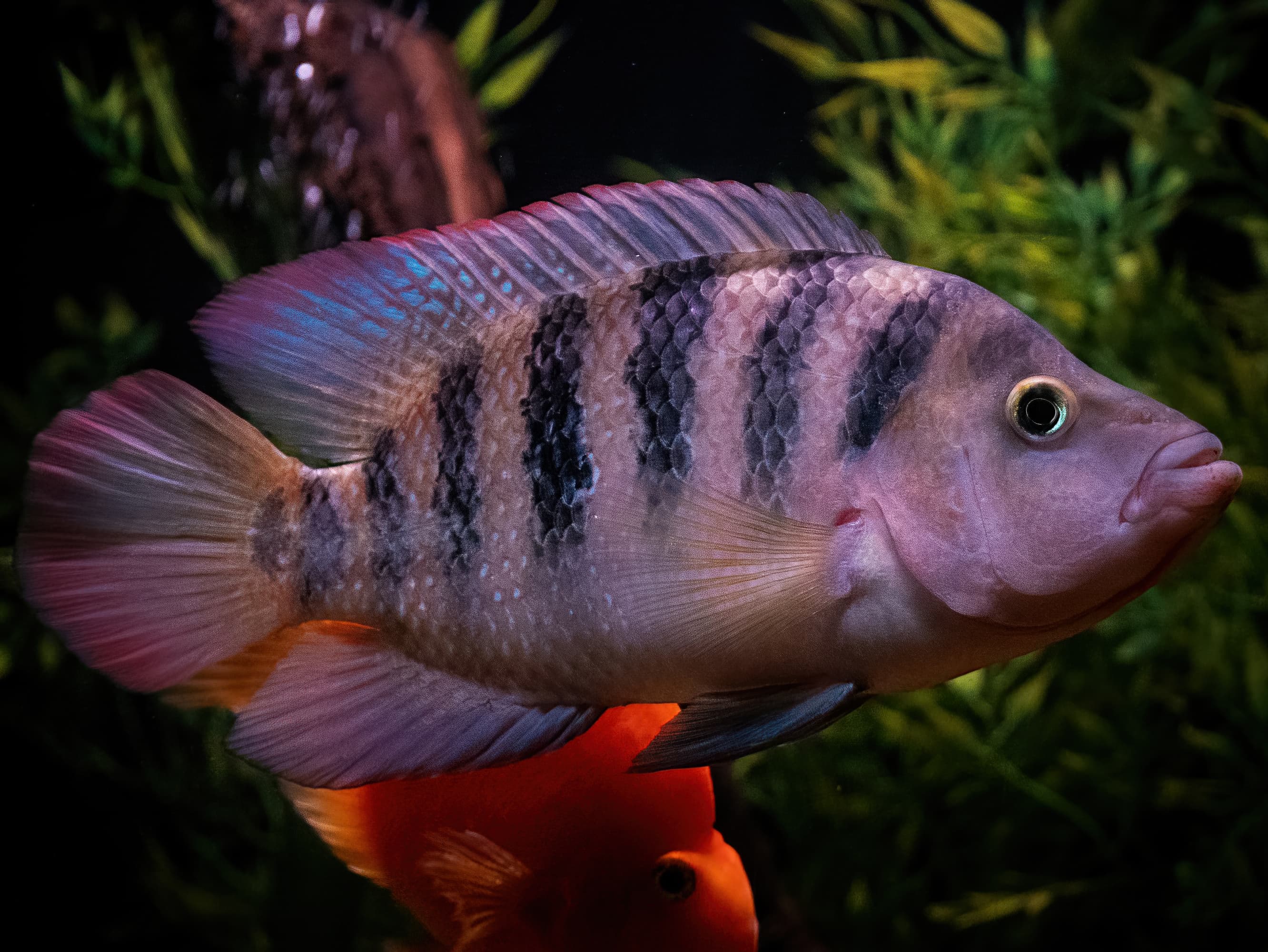 How to Catch Mayan Cichlid: The Complete Guide