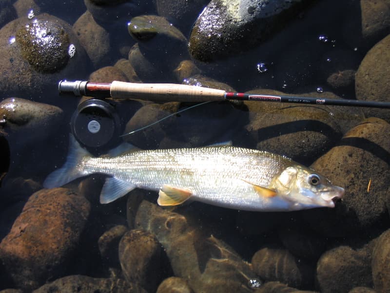 How to Catch Mountain Whitefish: Nymphs, Bait & Tactics