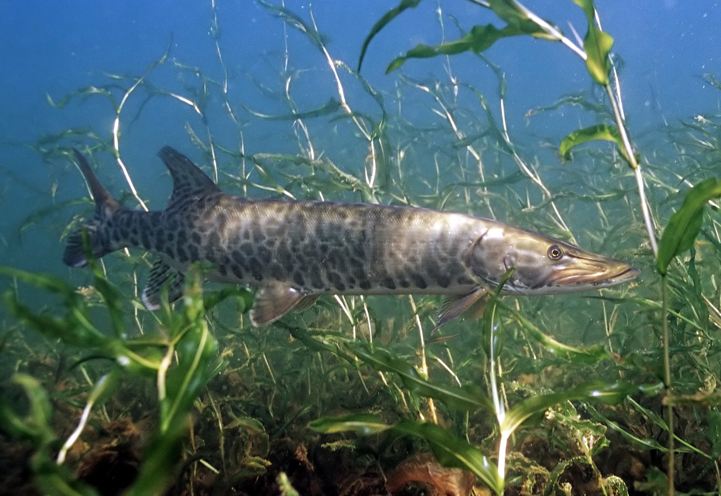 How to Catch Muskie: Tactics for the Fish of 10,000 Casts