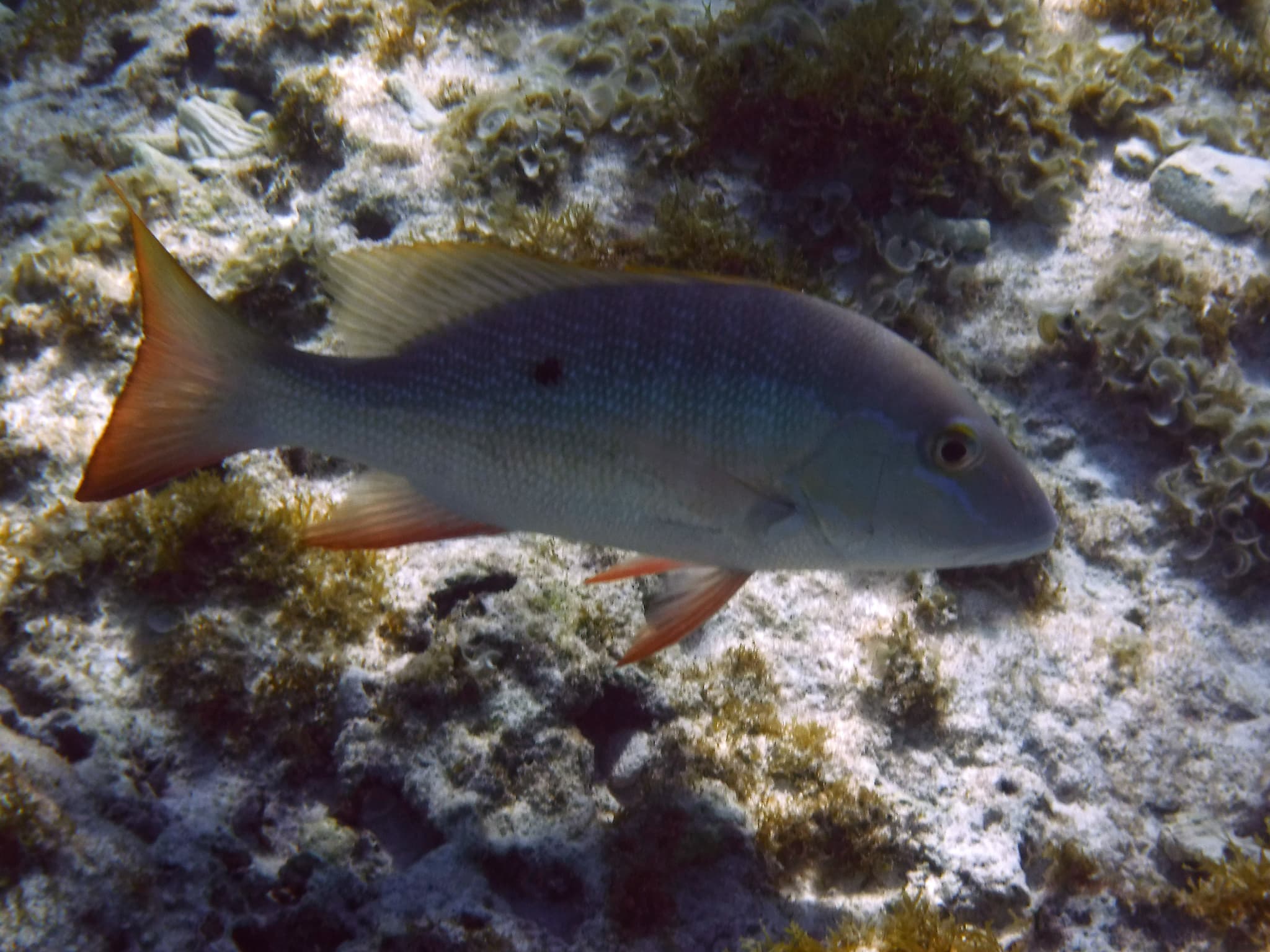 How to Catch Mutton Snapper: The Complete Guide