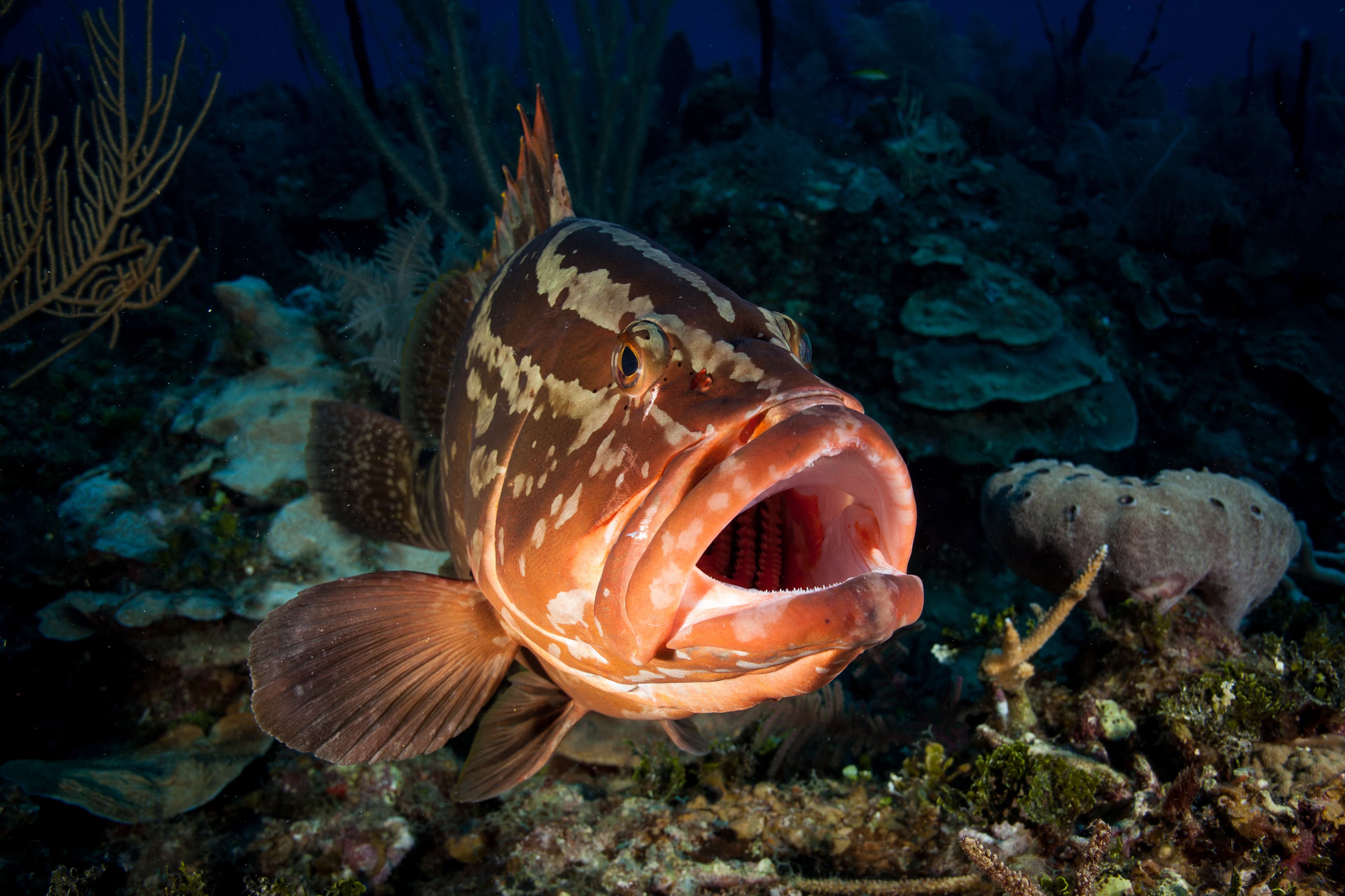 How to Catch Nassau Grouper: The Complete Guide