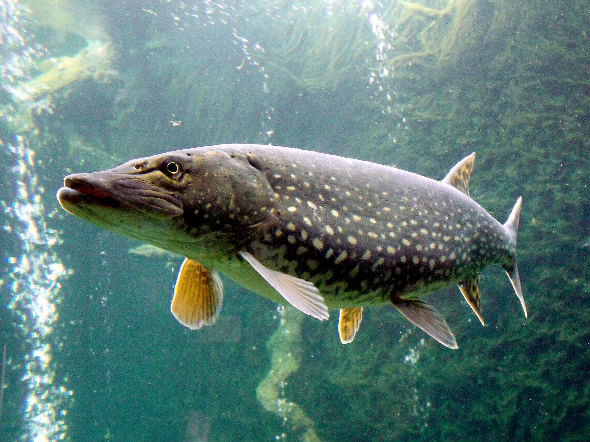 How to Catch Northern Pike: Spoons, Baits, and Tactics for the Water Wolf