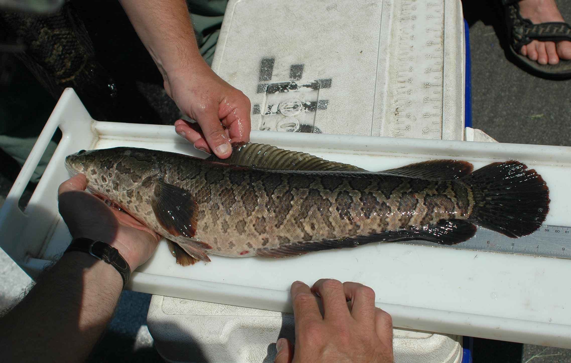 How to Catch Northern Snakehead: The Complete Guide