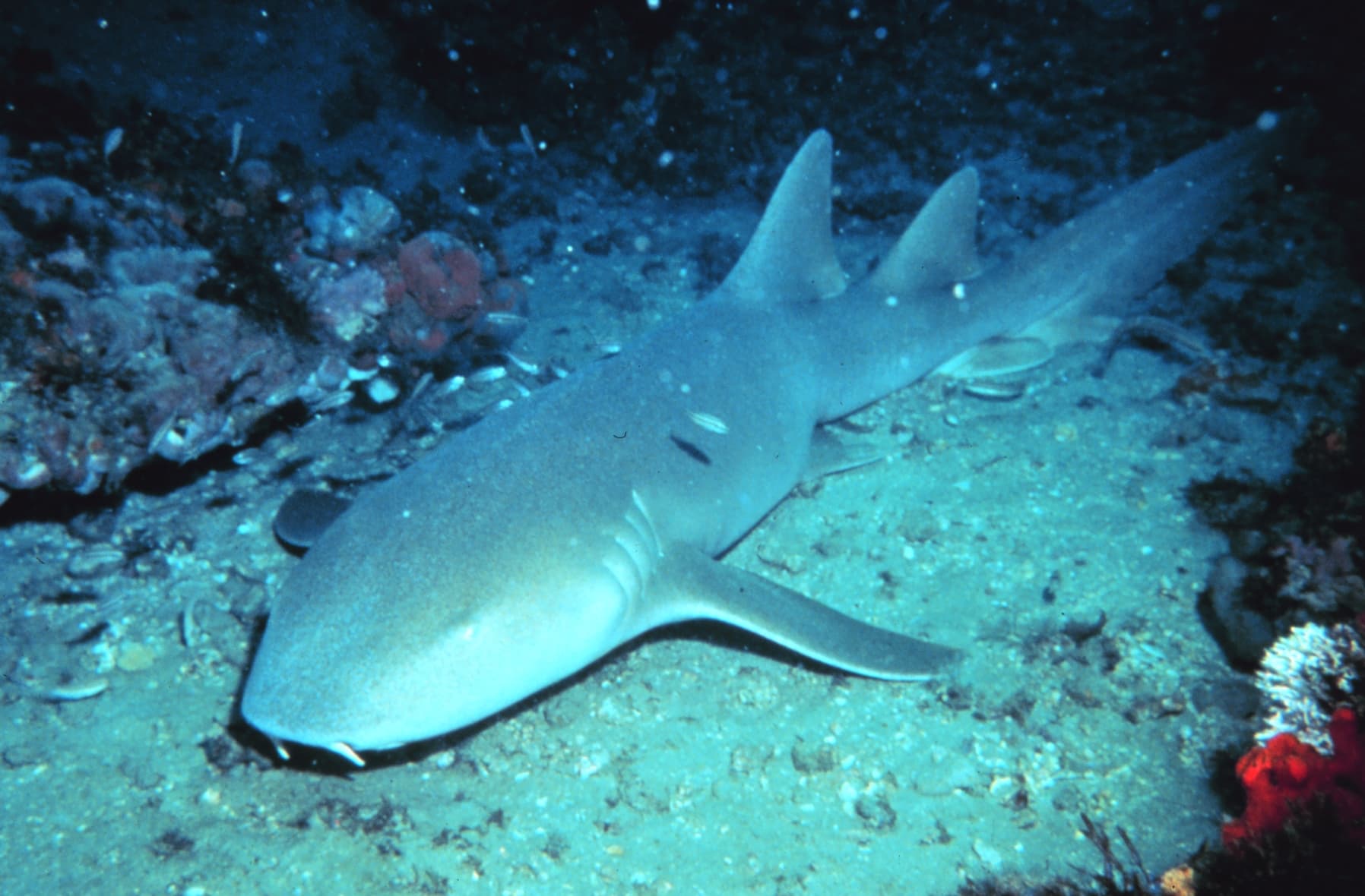 How to Catch Nurse Shark: The Complete Guide