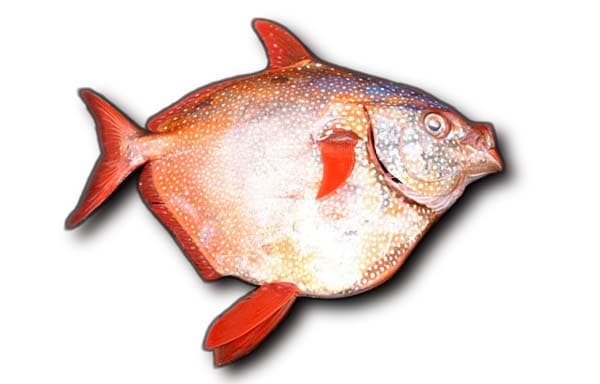 How to Catch Opah: The Complete Angler's Guide to Moonfish