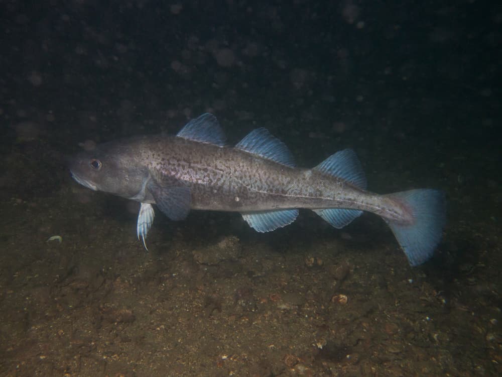 How to Catch Pacific Cod: The Complete Angler's Guide