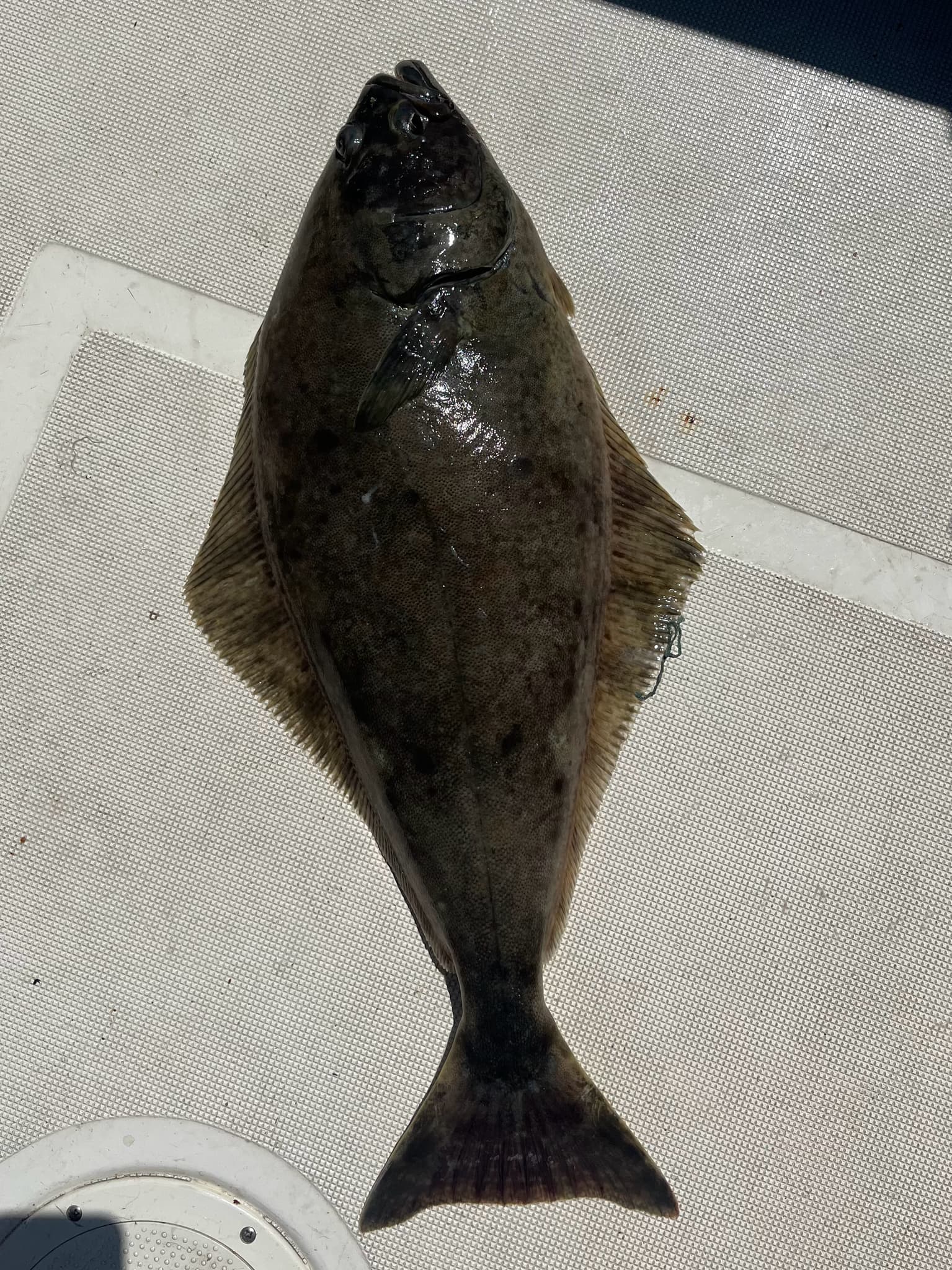 How to Catch Pacific Halibut: The Complete Guide