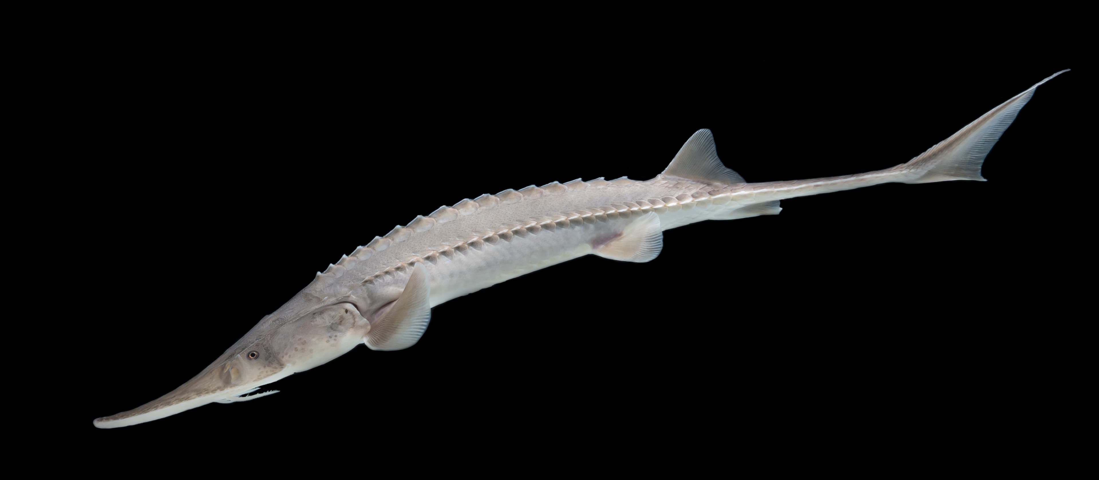 How to Catch Pallid Sturgeon (and Why You Can't)