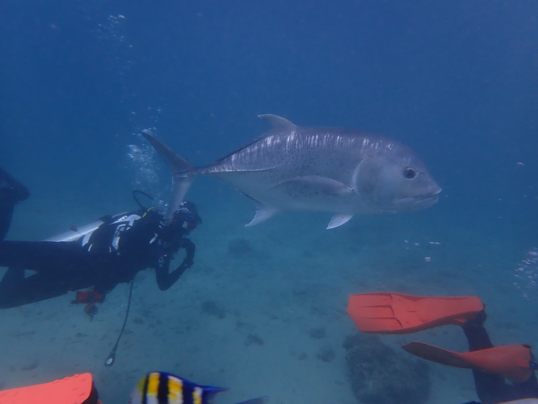 How to Catch Papio: A Hawaii Shore-Fishing Guide