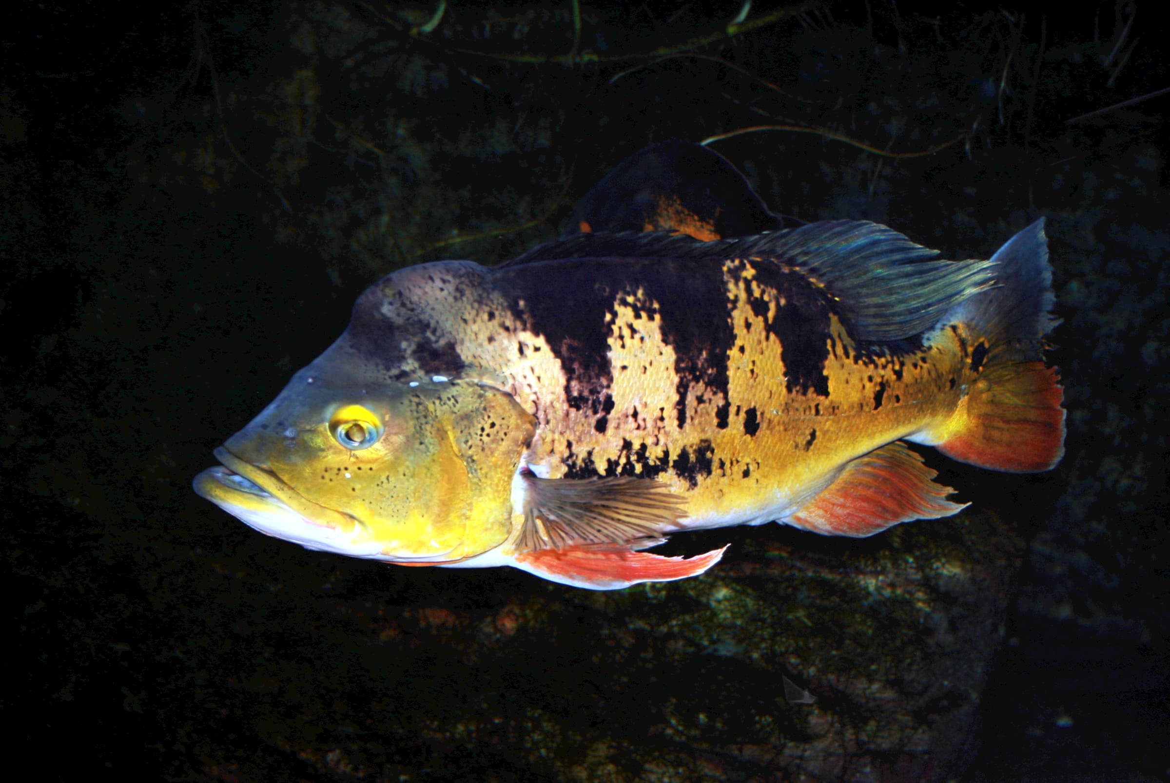 How to Catch Peacock Bass: Topwater and Tactics for the Tropical Brawler