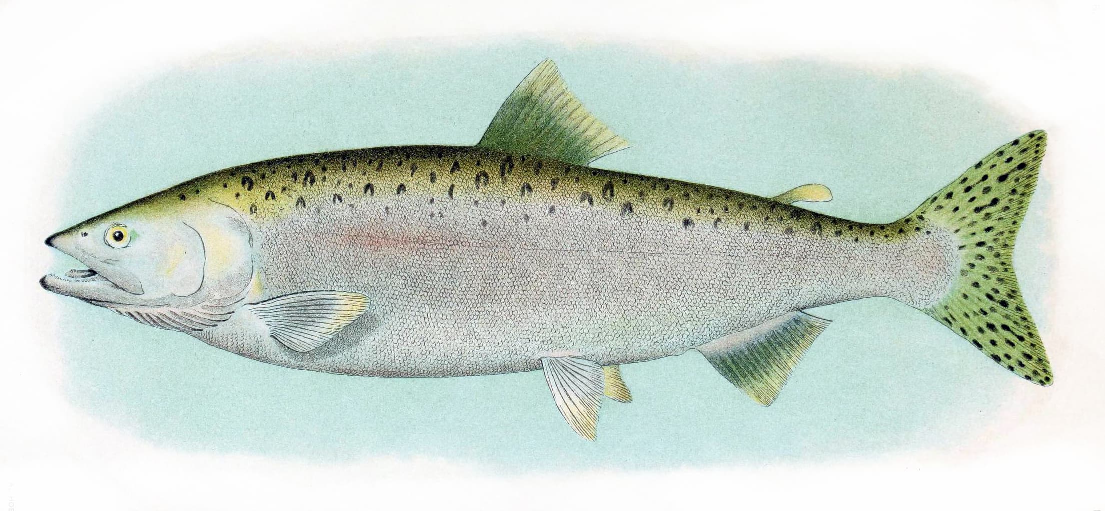 How to Catch Pink Salmon: The Complete Guide