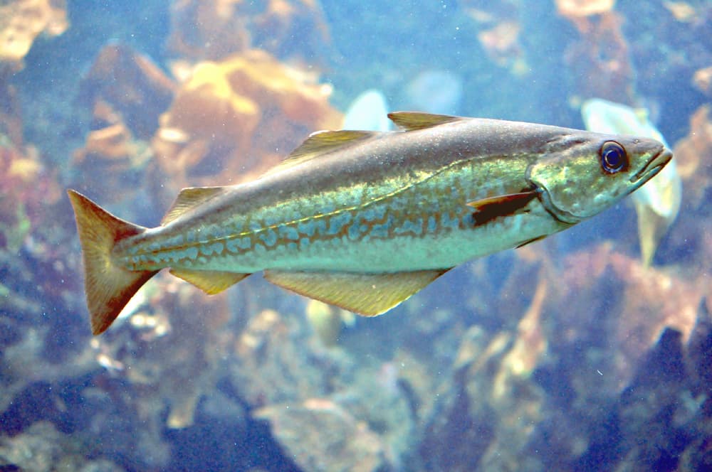 How to Catch Pollock: The Complete Angler's Guide