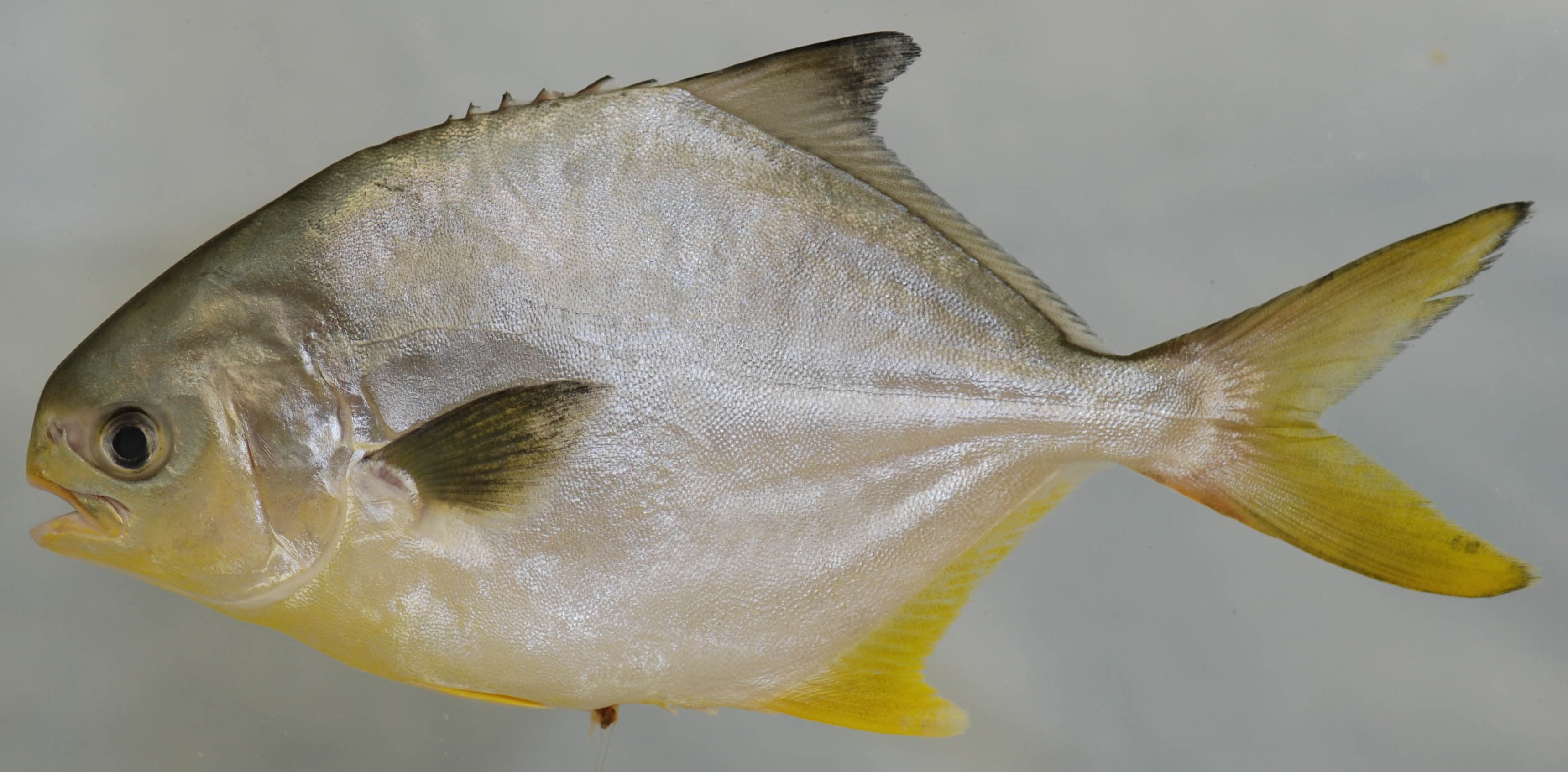 How to Catch Pompano: Surf-Fishing the Beach's Golden Prize
