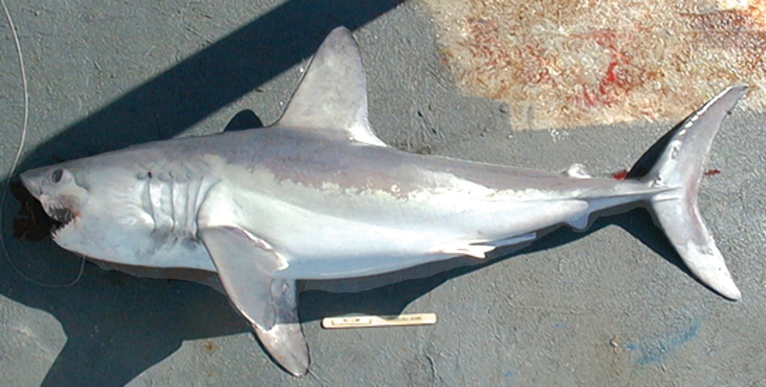 How to Catch Porbeagle Shark: The Complete Guide