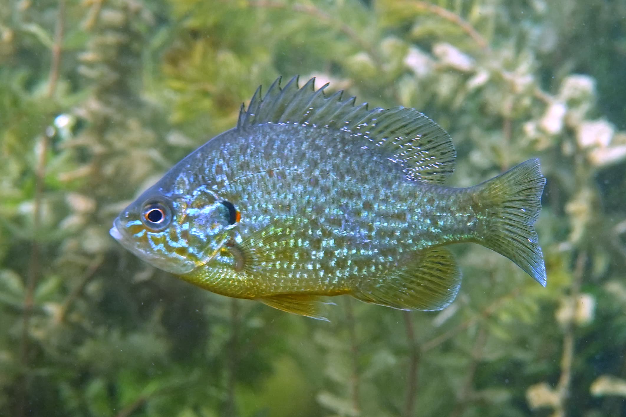 How to Catch Pumpkinseed Sunfish: The Complete Guide