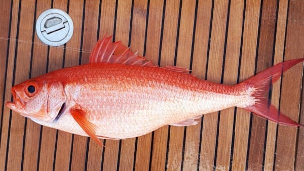How to Catch Queen Snapper: Deep-Drop Fishing Guide