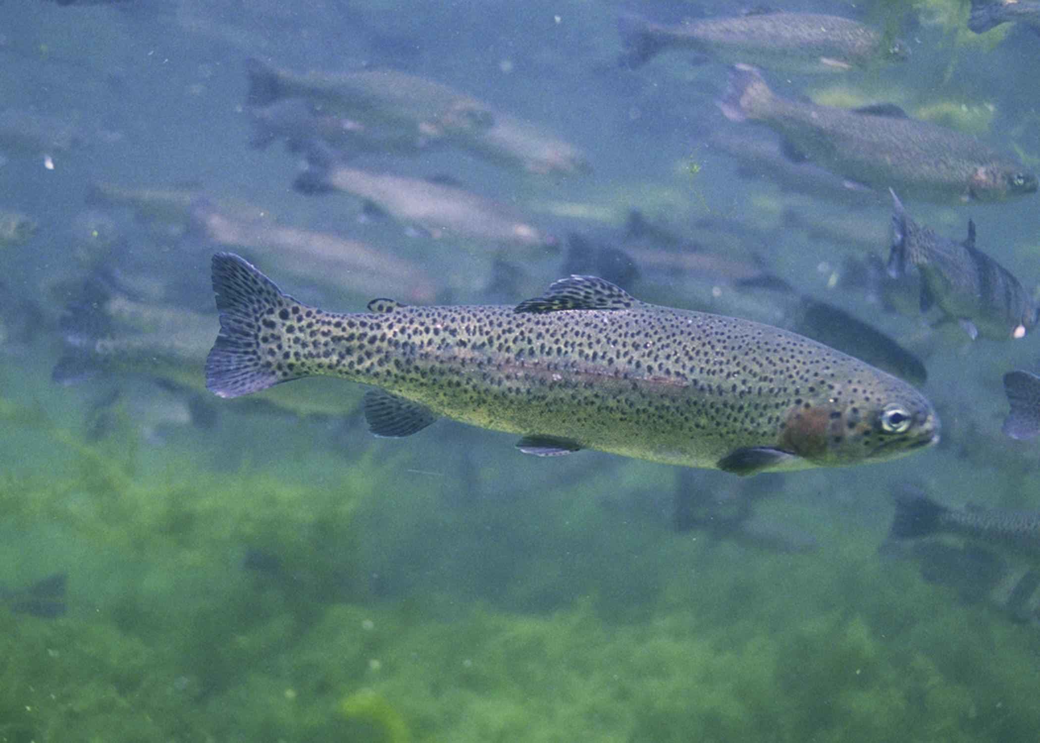 How to Catch Rainbow Trout: Bait, Spinners, and Fly Tactics for Lakes and Streams