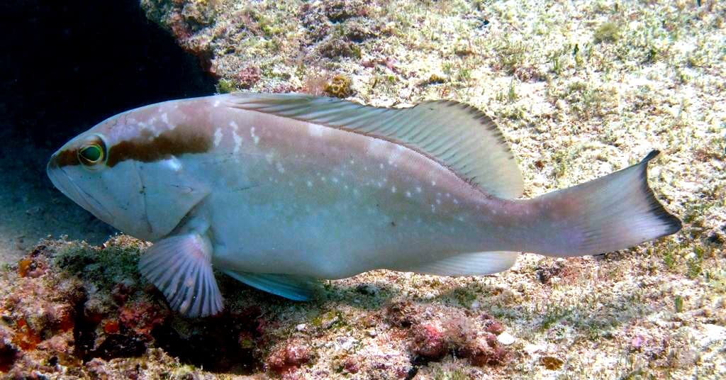 How to Catch Red Grouper: The Complete Guide