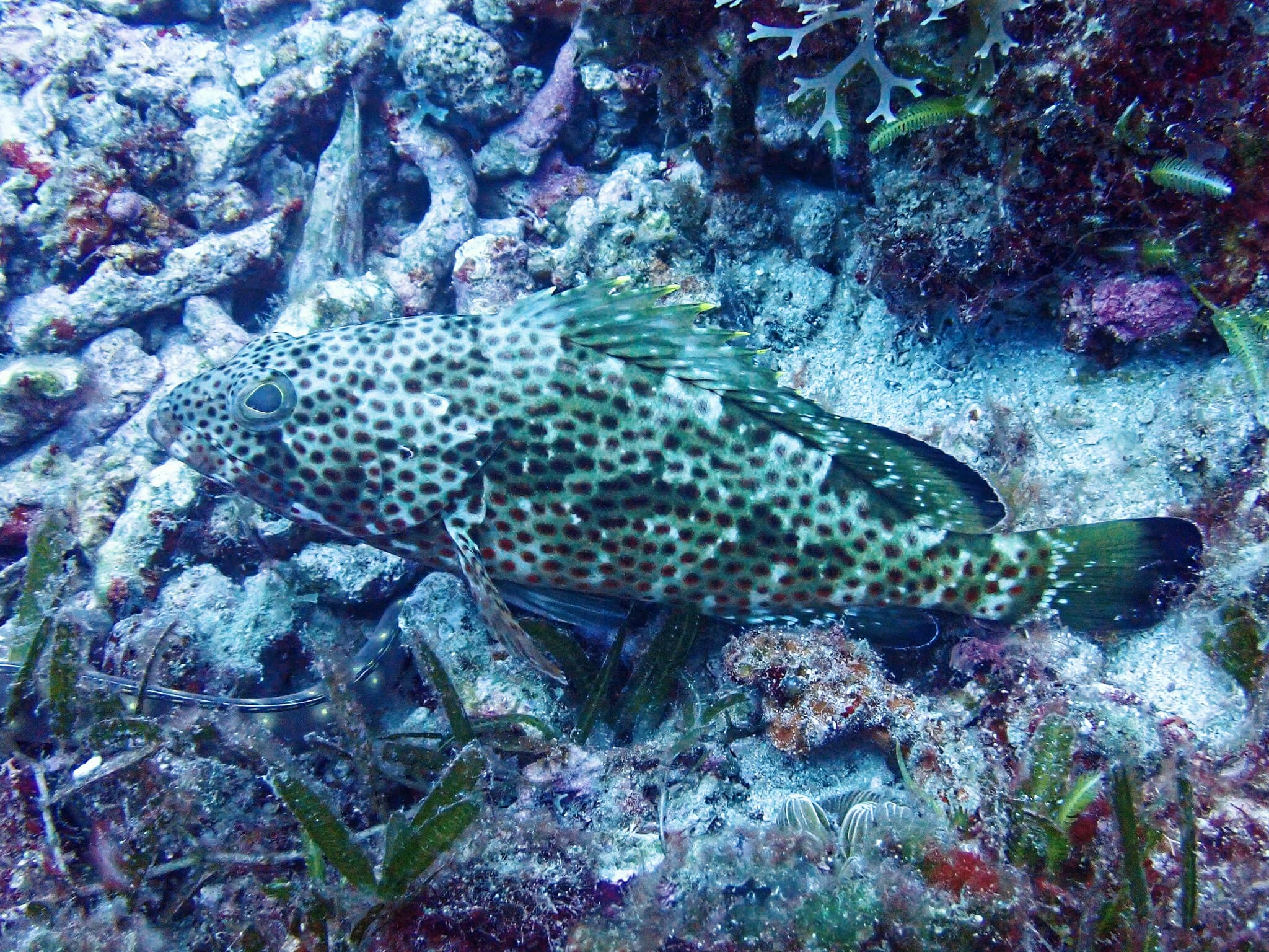 How to Catch Red Hind: Caribbean Reef Grouper Tactics