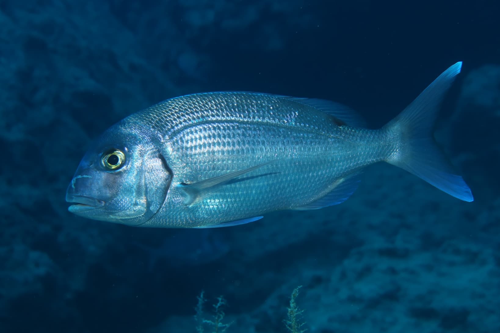 How to Catch Red Porgy: The Complete Guide