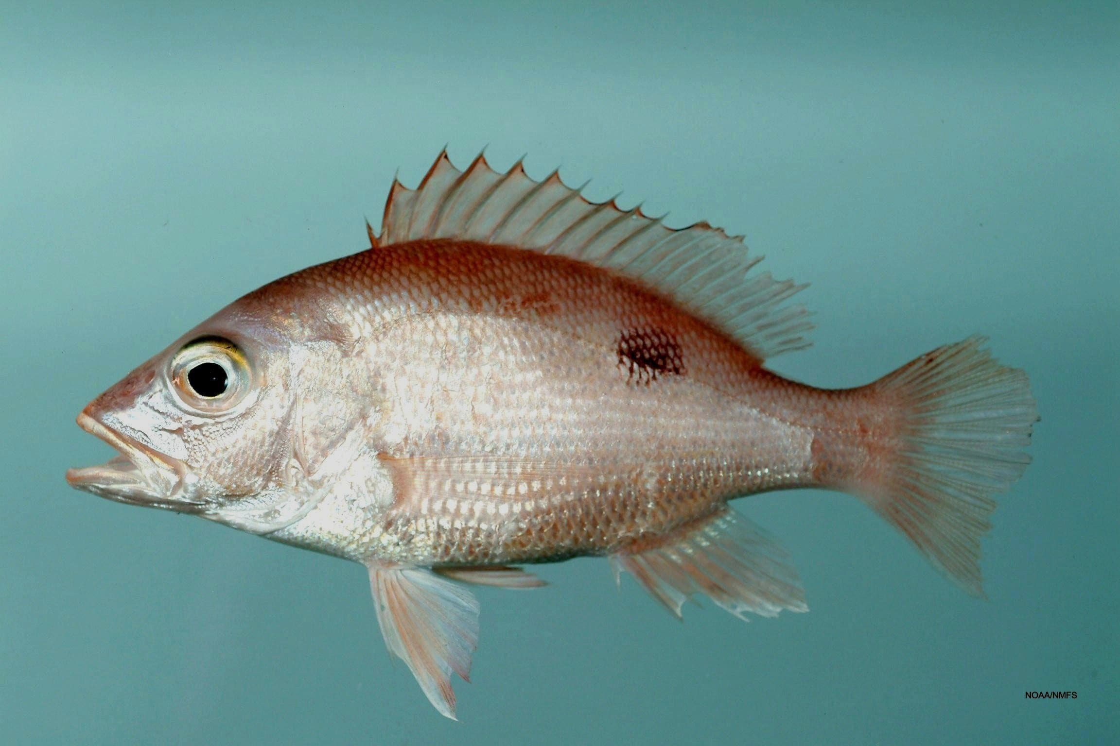How to Catch Red Snapper: The Complete Guide