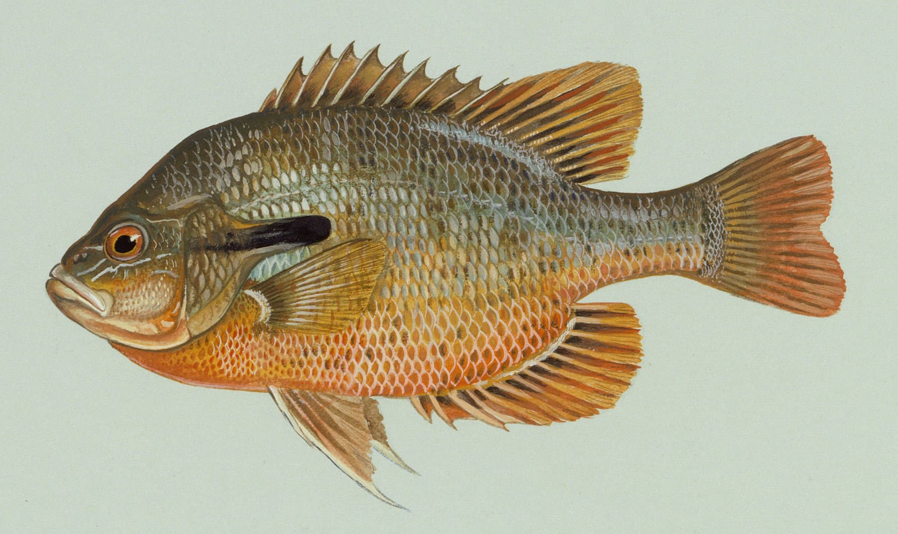 How to Catch Redbreast Sunfish: The Complete Guide