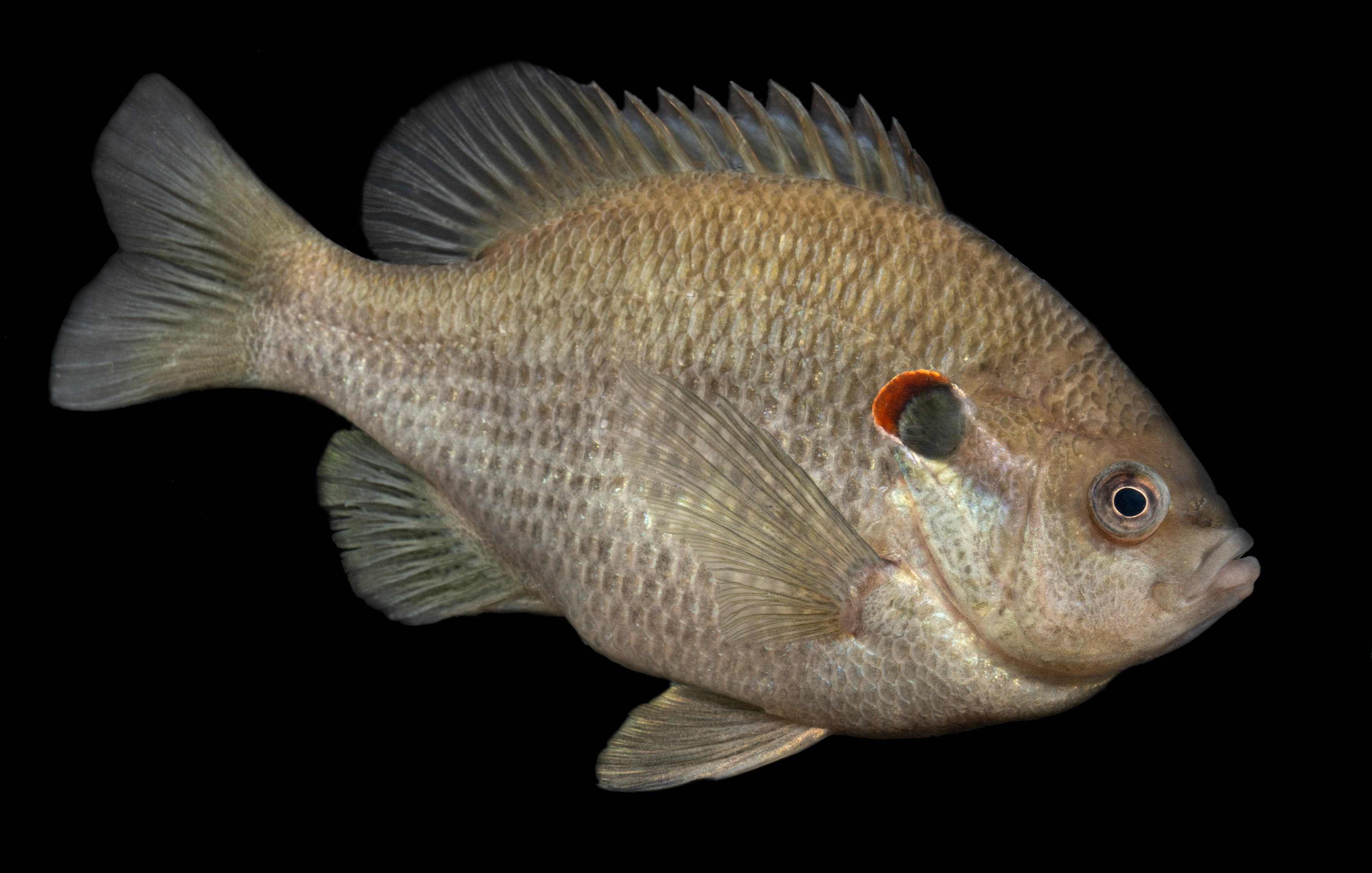 How to Catch Redear Sunfish (Shellcracker): The Complete Guide