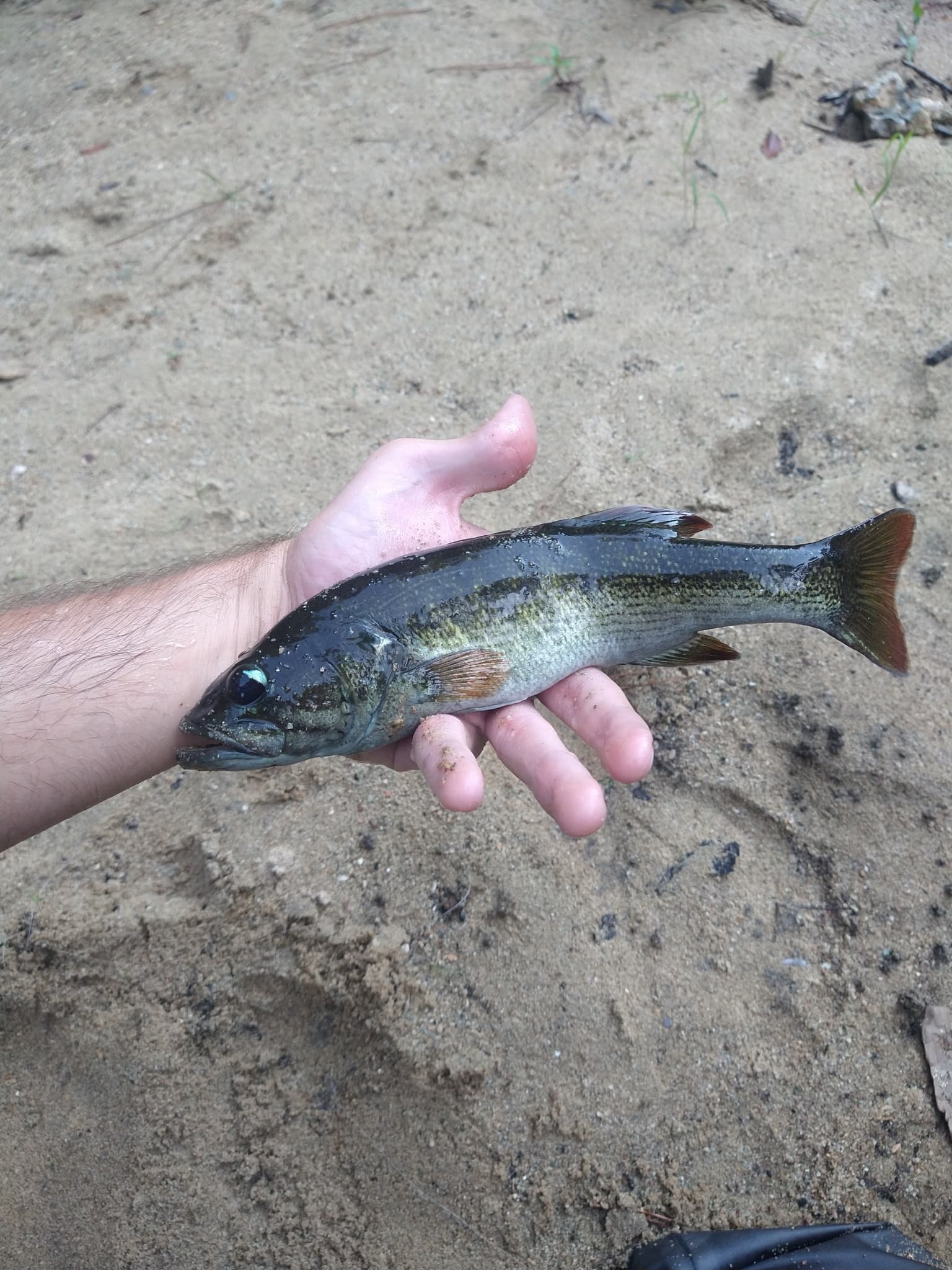 How to Catch Redeye Bass: The Complete Guide
