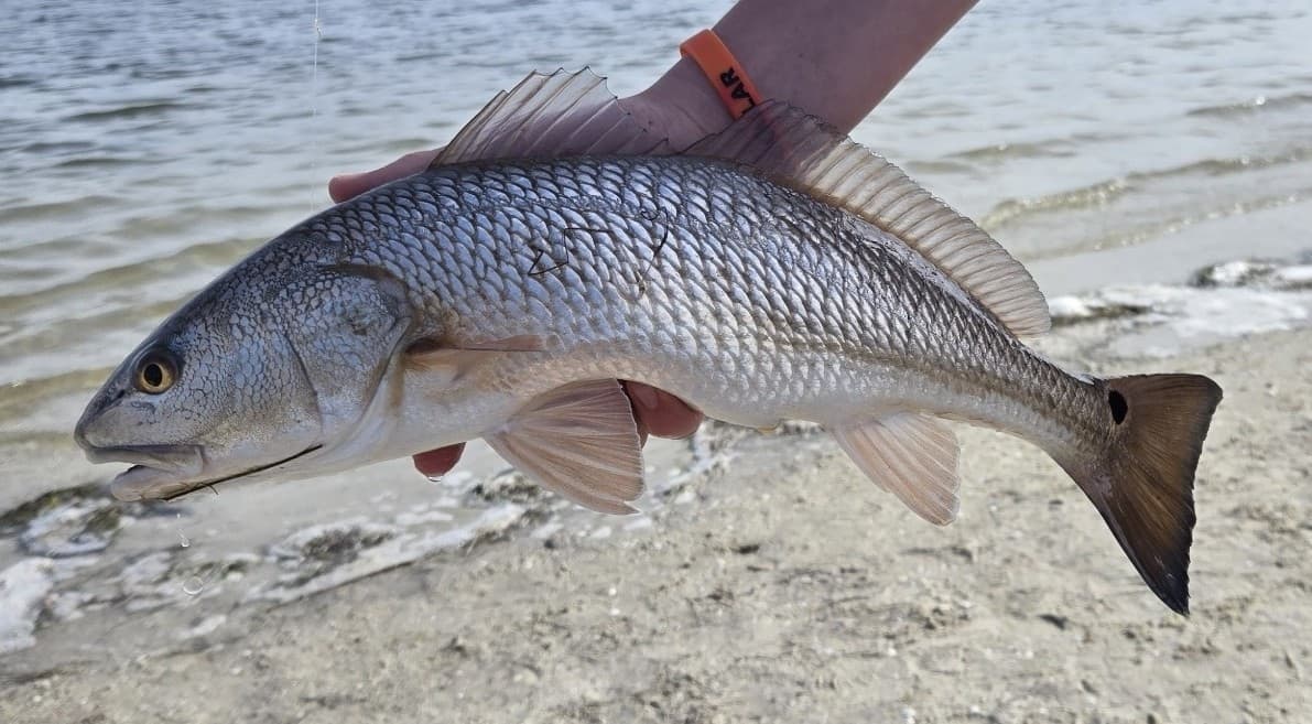 How to Catch Redfish: Sight-Fishing, Corks, and Inshore Tactics