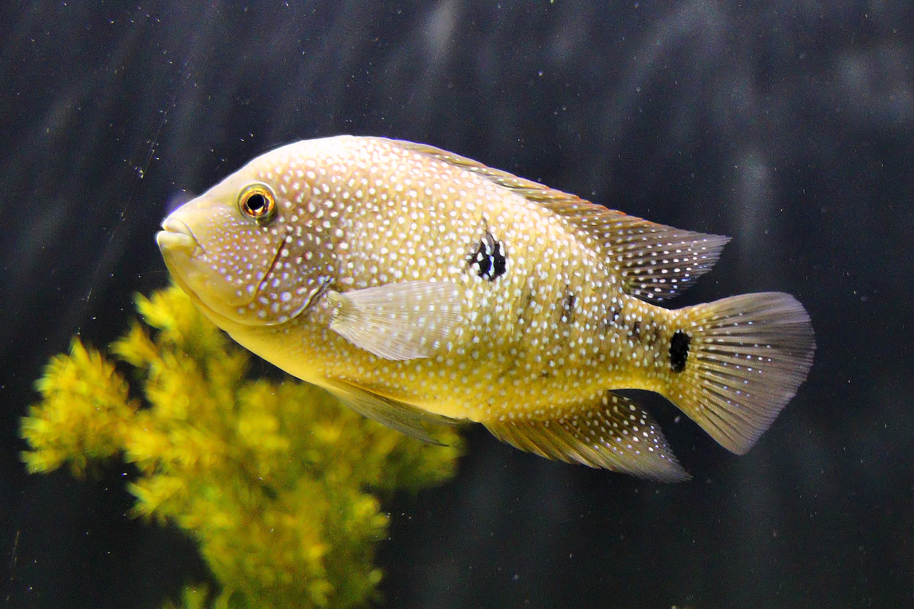 How to Catch Rio Grande Cichlid: The Complete Guide
