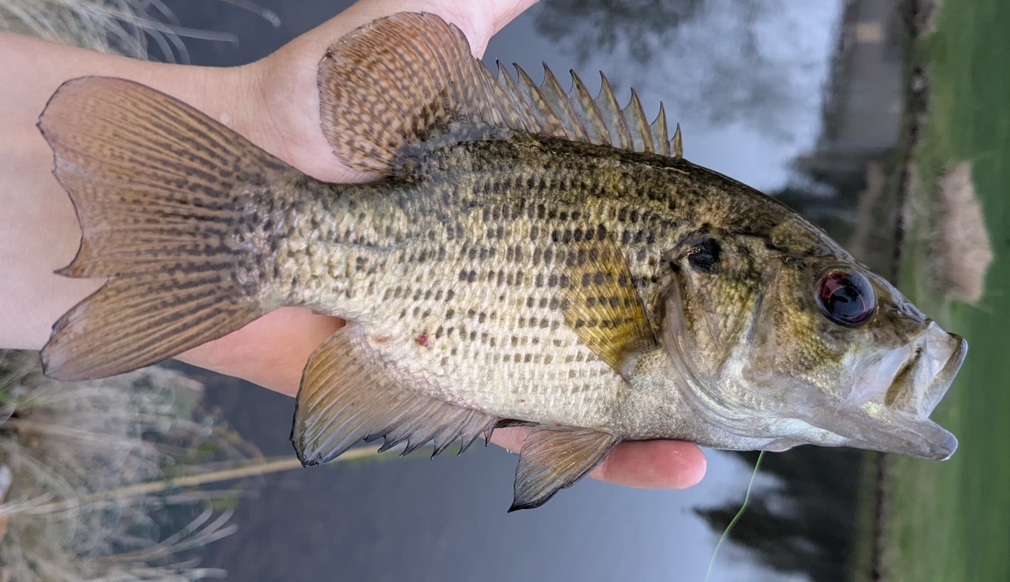 How to Catch Rock Bass: The Complete Guide
