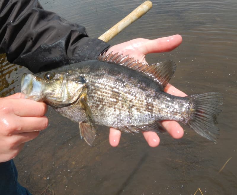 How to Catch Sacramento Perch: The Complete Guide