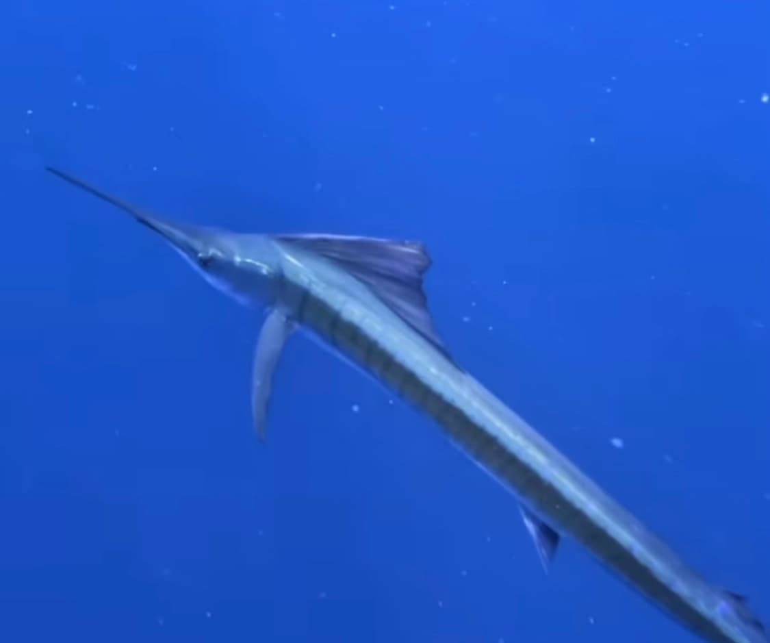 How to Catch Sailfish: The Complete Billfish Guide