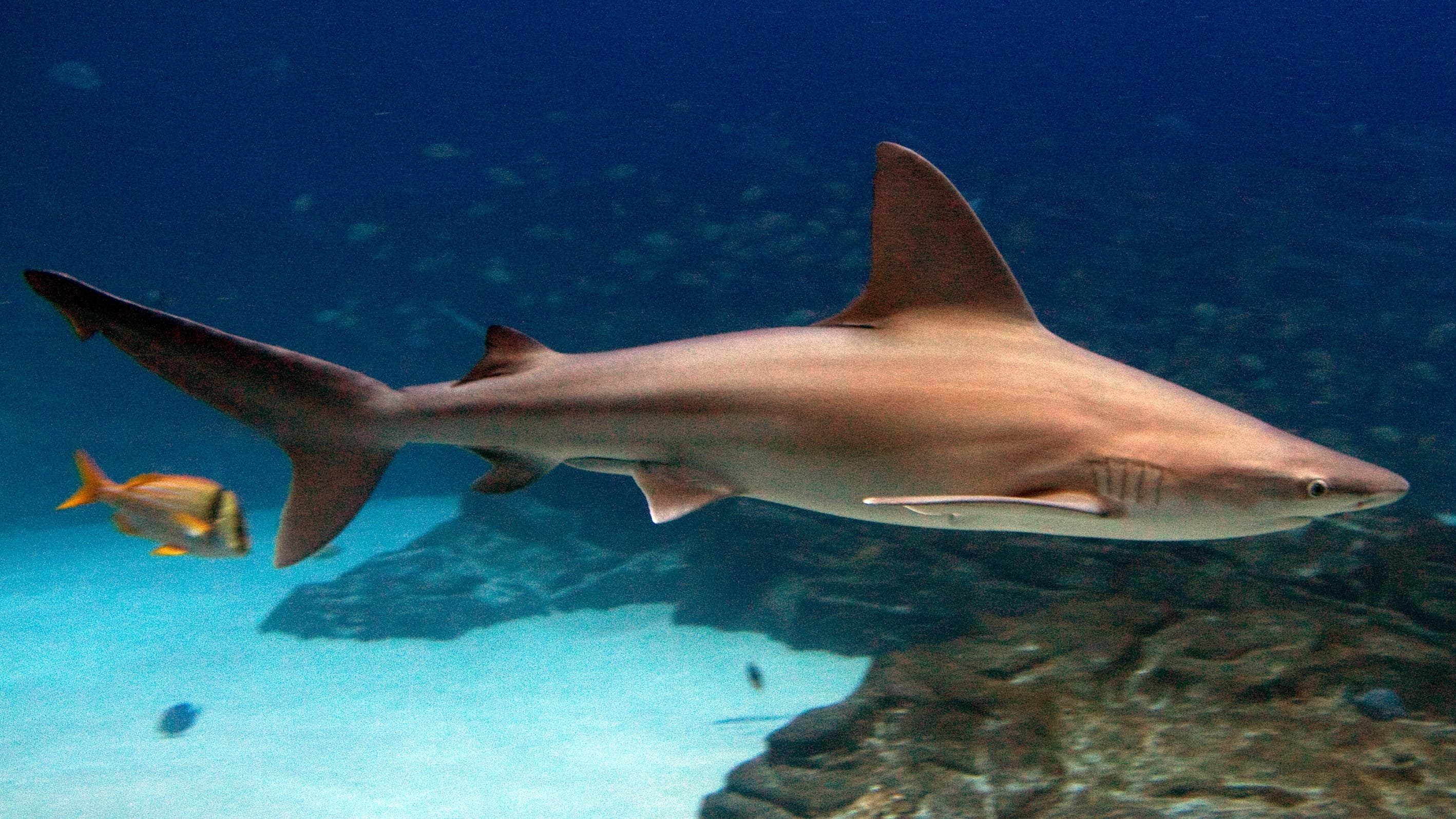 How to Catch Sandbar Shark: The Complete Guide