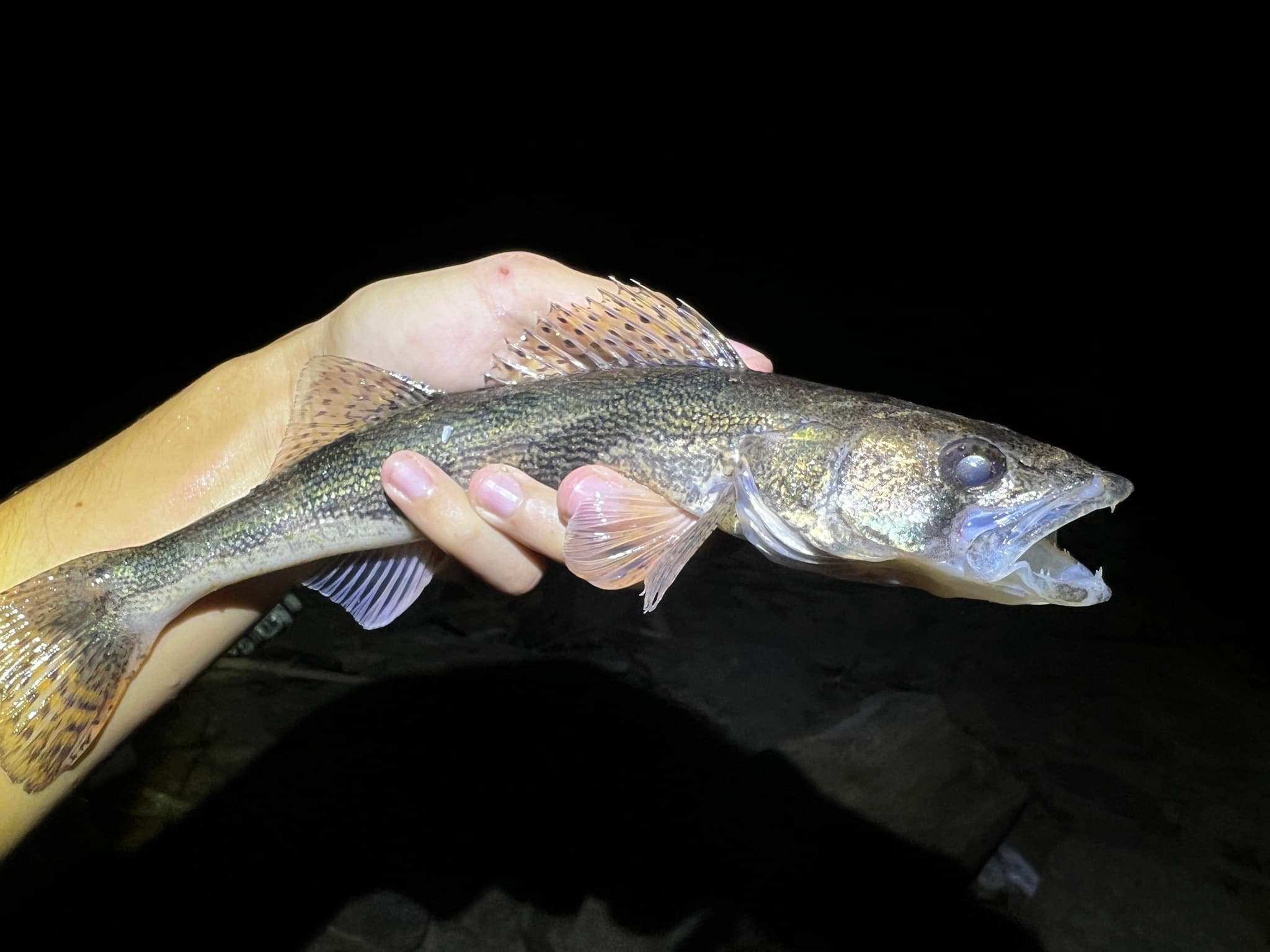 How to Catch Sauger: The Complete Guide