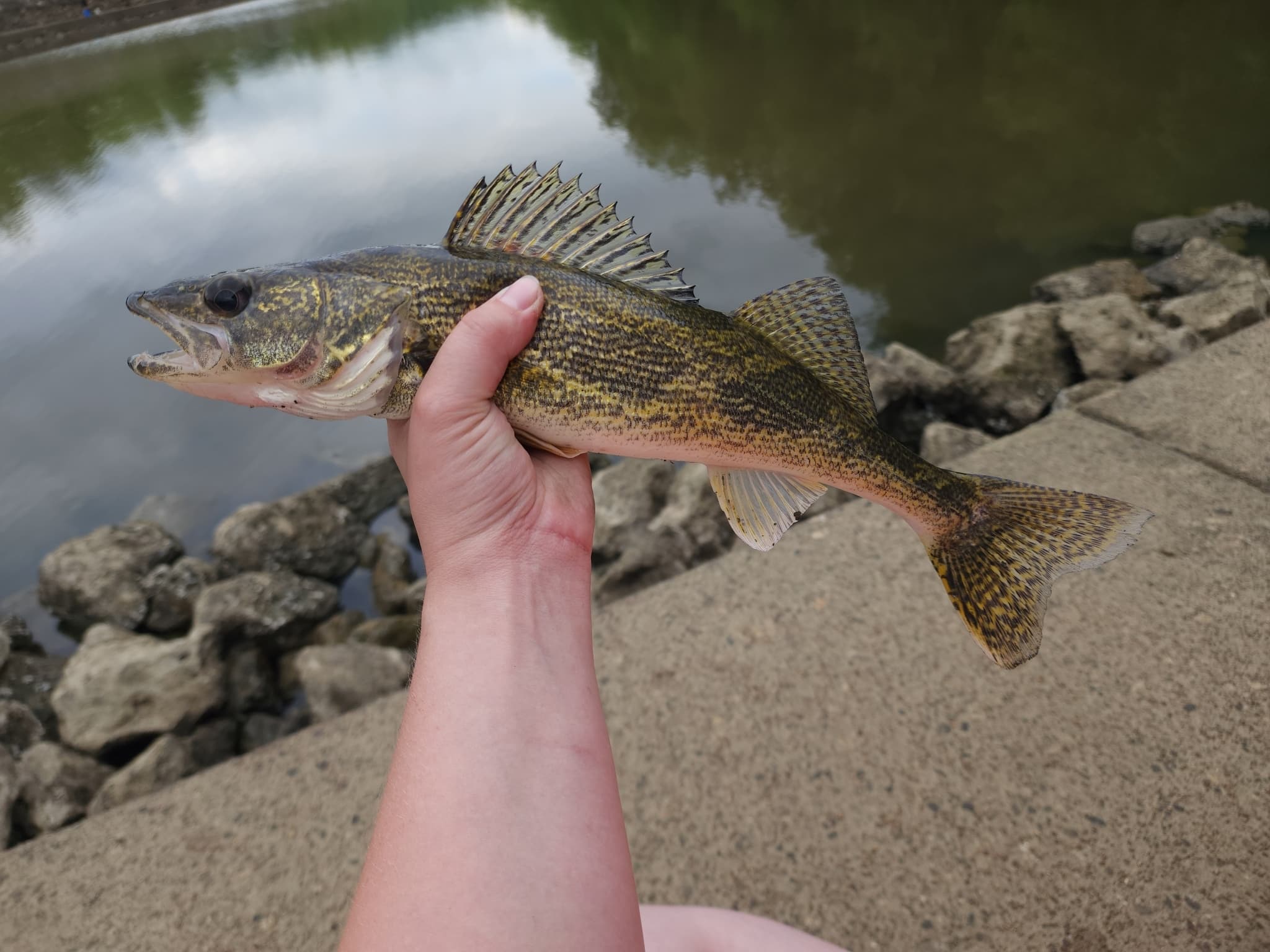 How to Catch Saugeye: The Complete Guide
