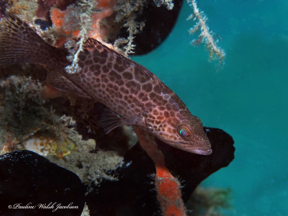 How to Catch Scamp Grouper: The Complete Guide