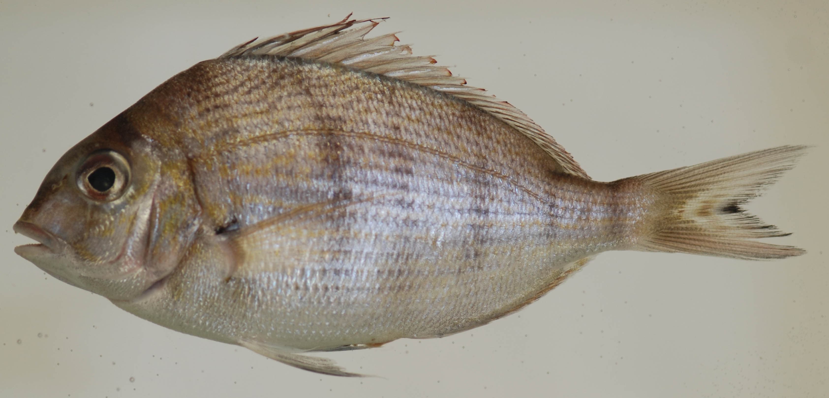 How to Catch Scup (Porgy): A Northeast Bottom-Fishing Guide