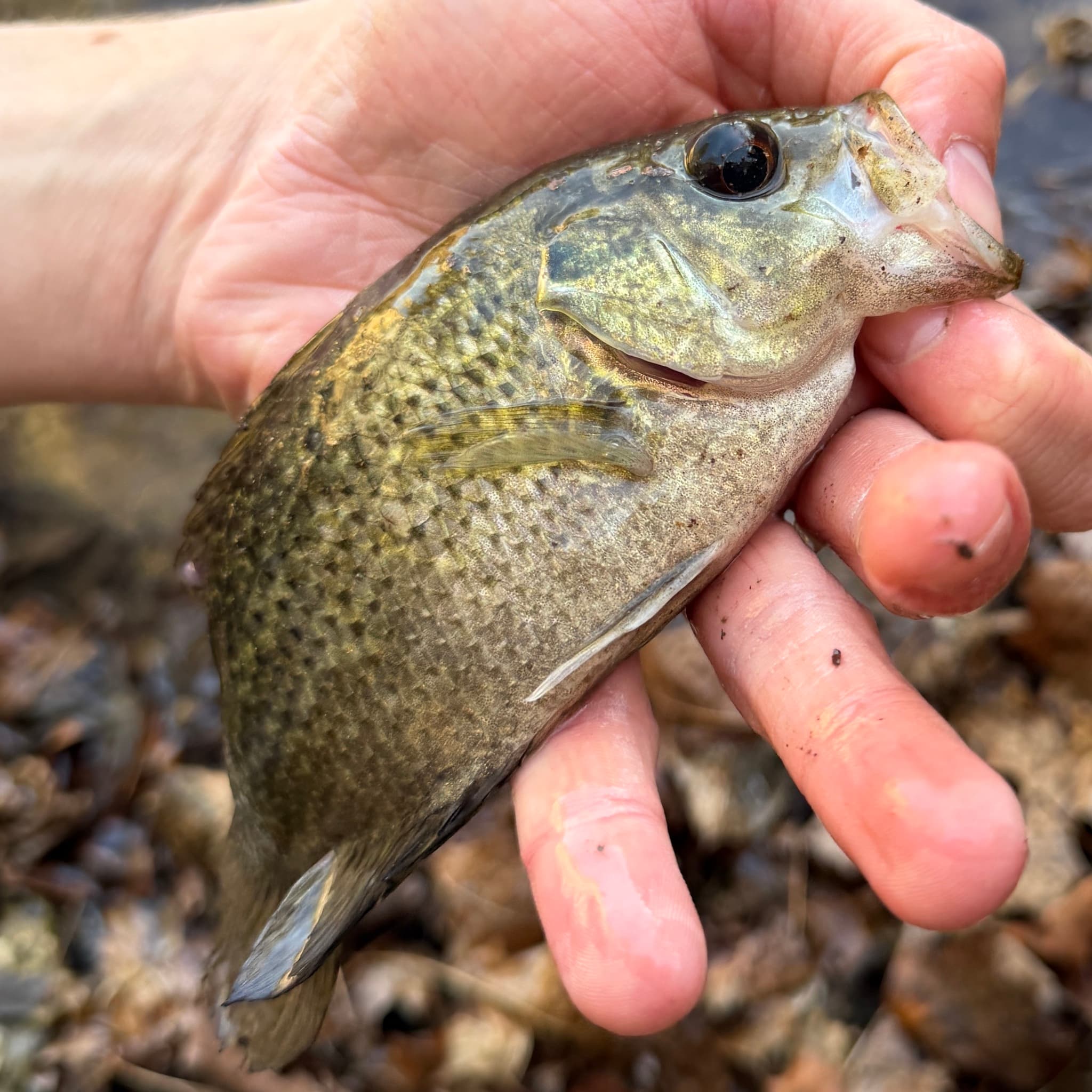 How to Catch Shadow Bass: The Complete Guide